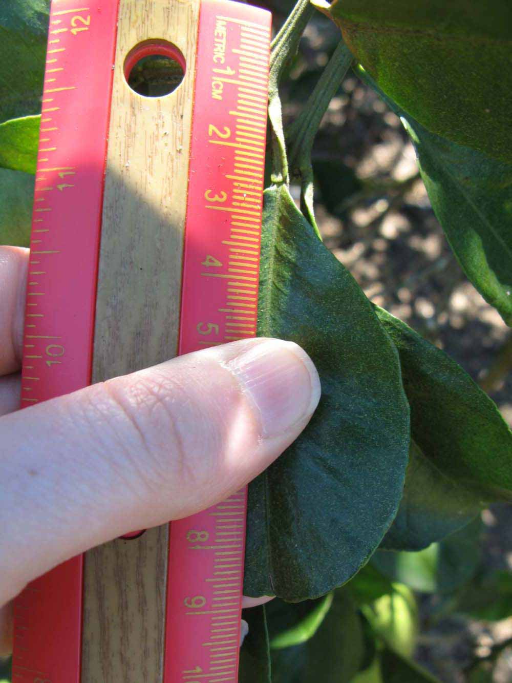              Unifoliolate leaf (Winter Haven, FL)       